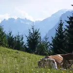 Bluntaumuehle *