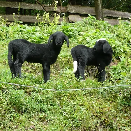 شقة Bluntaumuehle