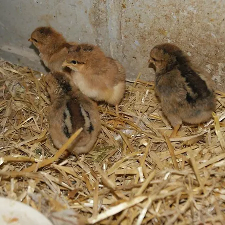 Bluntaumuehle Golling an der Salzach