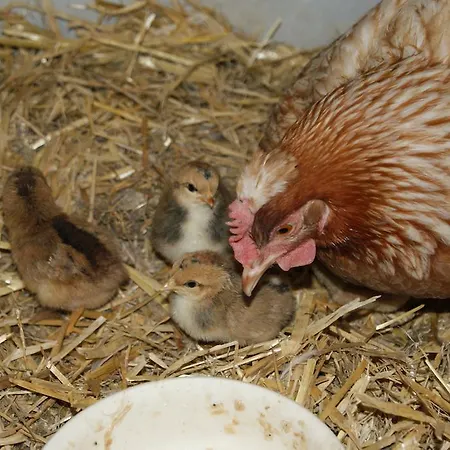 Apartment Bluntaumühle