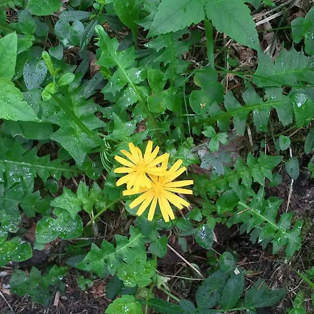 Apartment Bluntaumuehle *