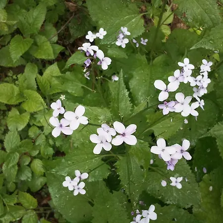 شقة Bluntaumuehle