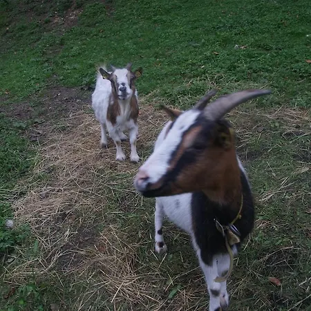 Bluntaumuehle Golling an der Salzach