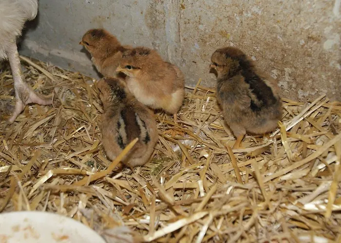 Bluntaumuehle גולינג אן דר זלצאך