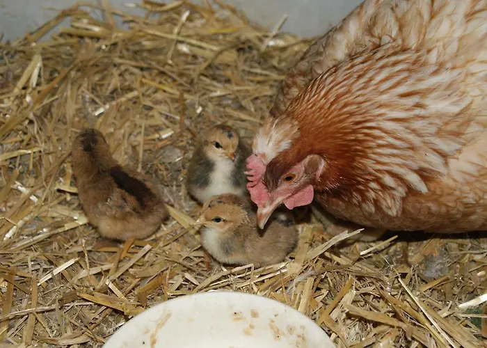 Διαμέρισμα Bluntaumuehle