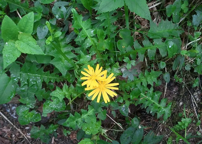 Διαμέρισμα Bluntaumuehle *