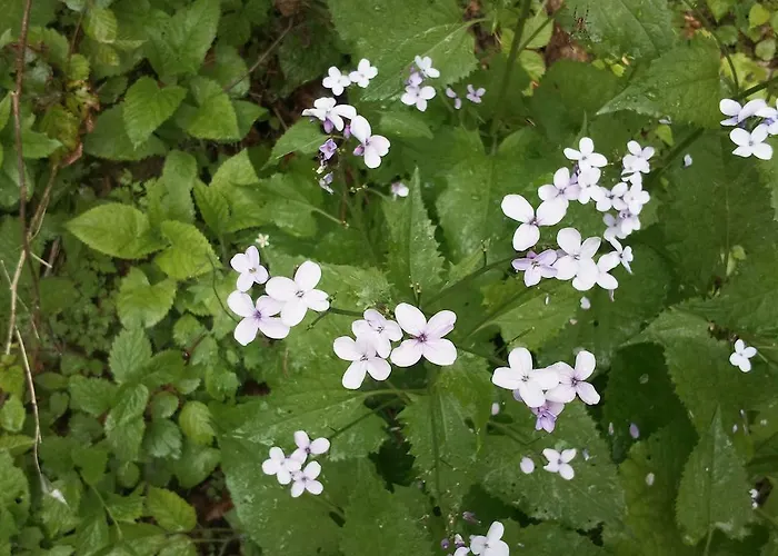 아파트 Bluntaumuehle