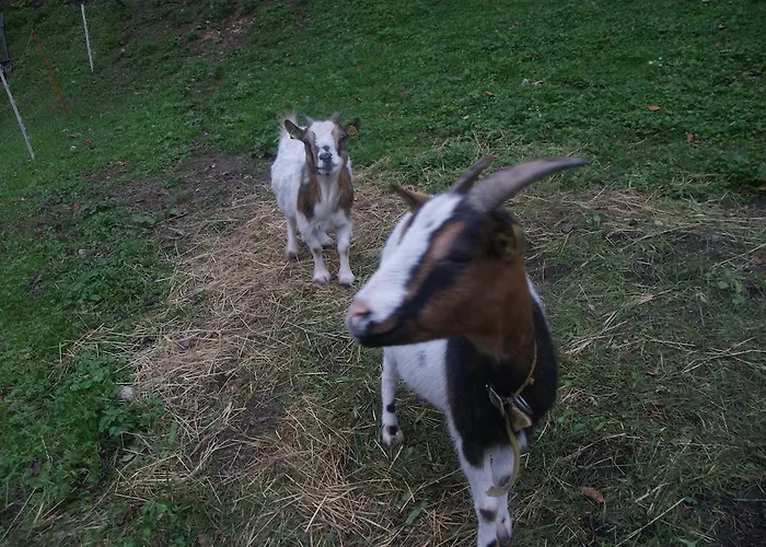 Bluntaumuehle Golling an der Salzach